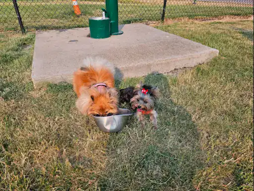 Two friendly dogs enjoy a drink together at the park, sharing a moment as special as Winter Jewelry.